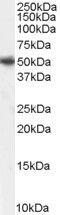 Protein Interacting With PRKCA 1 antibody, PA5-18593, Invitrogen Antibodies, Western Blot image 