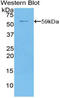 5'-Nucleotidase Ecto antibody, LS-C297070, Lifespan Biosciences, Western Blot image 