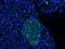 SPANX Family Member C antibody, orb345533, Biorbyt, Immunofluorescence image 