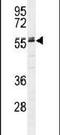 Alpha 2-HS Glycoprotein antibody, PA5-23615, Invitrogen Antibodies, Western Blot image 