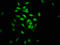 SIN3 Transcription Regulator Family Member B antibody, LS-C672947, Lifespan Biosciences, Immunofluorescence image 