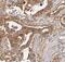 Adenylate Kinase 3 antibody, FNab00246, FineTest, Immunohistochemistry paraffin image 