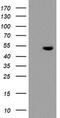 TO antibody, M07526, Boster Biological Technology, Western Blot image 