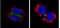 Survivin antibody, PA5-27087, Invitrogen Antibodies, Immunofluorescence image 