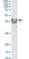 Crystallin Mu antibody, H00001428-M03, Novus Biologicals, Immunoprecipitation image 