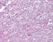 p65 antibody, NM4691, ECM Biosciences, Immunohistochemistry frozen image 