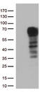 Docking Protein 3 antibody, LS-C796535, Lifespan Biosciences, Western Blot image 