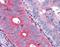 Taste 1 Receptor Member 1 antibody, NLS1994, Novus Biologicals, Immunohistochemistry frozen image 