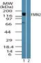 Formin 2 antibody, NBP2-24615, Novus Biologicals, Western Blot image 