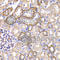 Periplakin antibody, A6950, ABclonal Technology, Immunohistochemistry paraffin image 