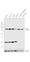 IAP2 antibody, PA5-29085, Invitrogen Antibodies, Western Blot image 