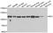 BOC Cell Adhesion Associated, Oncogene Regulated antibody, A03113, Boster Biological Technology, Western Blot image 