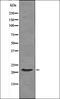 Syndecan 4 antibody, orb335729, Biorbyt, Western Blot image 
