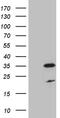 DIRAS Family GTPase 2 antibody, CF809448, Origene, Western Blot image 