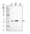 Stromal Cell Derived Factor 2 antibody, A12906-1, Boster Biological Technology, Western Blot image 
