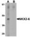NK2 Homeobox 6 antibody, NBP2-41161, Novus Biologicals, Western Blot image 