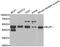 Basic Leucine Zipper Nuclear Factor 1 antibody, A6430, ABclonal Technology, Western Blot image 