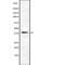 Cyclin Dependent Kinase 5 Regulatory Subunit 2 antibody, PA5-67933, Invitrogen Antibodies, Western Blot image 