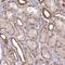 General Transcription Factor IIH Subunit 3 antibody, PA5-52122, Invitrogen Antibodies, Immunohistochemistry frozen image 