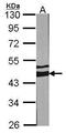 Mitogen-Activated Protein Kinase Kinase 2 antibody, PA5-27640, Invitrogen Antibodies, Western Blot image 