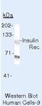 Insulin Receptor antibody, AHR0271, Invitrogen Antibodies, Western Blot image 
