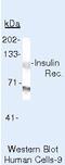 Insulin Receptor antibody, AHR0271, Invitrogen Antibodies, Western Blot image 