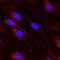 Delta Like Canonical Notch Ligand 4 antibody, AF1389, R&D Systems, Immunofluorescence image 