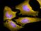 Meis Homeobox 2 antibody, orb329788, Biorbyt, Immunofluorescence image 