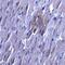 Solute Carrier Family 27 Member 6 antibody, NBP2-81909, Novus Biologicals, Immunohistochemistry paraffin image 