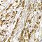 Tachykinin Receptor 3 antibody, GTX65956, GeneTex, Immunohistochemistry paraffin image 