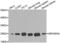 Rho GDP Dissociation Inhibitor Alpha antibody, abx001126, Abbexa, Western Blot image 