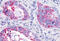MAS Related GPR Family Member X3 antibody, MBS244151, MyBioSource, Immunohistochemistry frozen image 