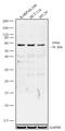 Lysine Acetyltransferase 5 antibody, 720139, Invitrogen Antibodies, Western Blot image 
