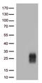 Cytotoxic T-Lymphocyte Associated Protein 4 antibody, CF810338, Origene, Western Blot image 