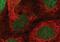 Lymphoid Enhancer Binding Factor 1 antibody, MA5-14966, Invitrogen Antibodies, Immunofluorescence image 