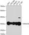 DnaJ Heat Shock Protein Family (Hsp40) Member C9 antibody, 14-836, ProSci, Western Blot image 
