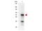 Programmed Cell Death 4 antibody, MP01105-1, Boster Biological Technology, Western Blot image 