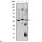 Orthodenticle Homeobox 2 antibody, LS-C812728, Lifespan Biosciences, Western Blot image 