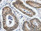 Kruppel Like Factor 5 antibody, CSB-PA234904, Cusabio, Immunohistochemistry frozen image 