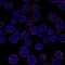 TNF Alpha Induced Protein 3 antibody, HPA067479, Atlas Antibodies, Immunofluorescence image 