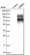 LMBR1 Domain Containing 1 antibody, NBP1-88729, Novus Biologicals, Western Blot image 