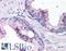Interleukin-24 antibody, LS-B113, Lifespan Biosciences, Immunohistochemistry frozen image 