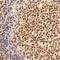 IKAROS Family Zinc Finger 1 antibody, PA5-32451, Invitrogen Antibodies, Immunohistochemistry frozen image 