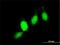 Glutathione S-Transferase Pi 1 antibody, H00002950-M01, Novus Biologicals, Immunocytochemistry image 