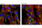 Fragile X Mental Retardation 1 antibody, 4317S, Cell Signaling Technology, Immunocytochemistry image 