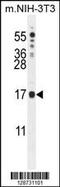 IQ Motif Containing J antibody, 55-502, ProSci, Western Blot image 