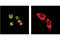GATA Binding Protein 1 antibody, 3535S, Cell Signaling Technology, Immunocytochemistry image 