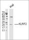 Interleukin 12B antibody, orb184406, Biorbyt, Western Blot image 