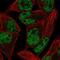 Polycomb Group Ring Finger 1 antibody, NBP2-55951, Novus Biologicals, Immunofluorescence image 