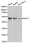 Keratin 17 antibody, MBS126392, MyBioSource, Western Blot image 